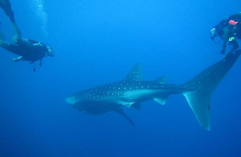 PADI Scuba Diver Kurs in Hurghada - Schnuppertauchkurs 1 Tag