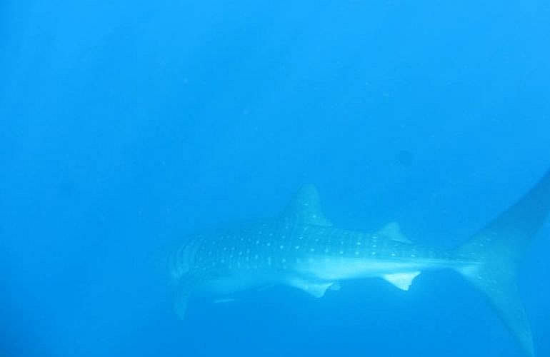 PADI Open Water Tauchkurs in Hurghada