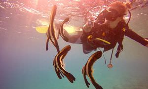 Fun Diving Hurghada - Ganztägige Tauchfahrt mit 2 Tauchgängen