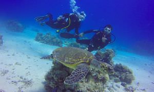 PADI Scuba Diver Kurs in Hurghada - Schnuppertauchkurs 1 Tag