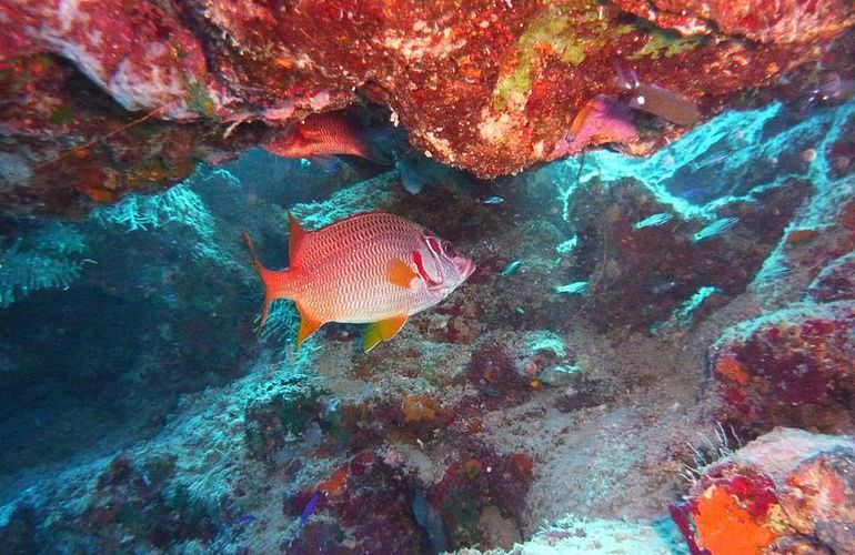 Utopia Insel in Hurghada: Ganztägiger Schnorchelausflug zur Utopia Insel