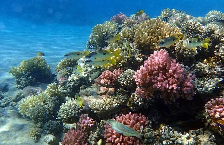 Utopia Insel in Hurghada: Ganztägiger Schnorchelausflug zur Utopia Insel