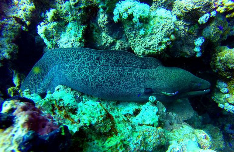 Utopia Insel in Hurghada: Ganztägiger Schnorchelausflug zur Utopia Insel