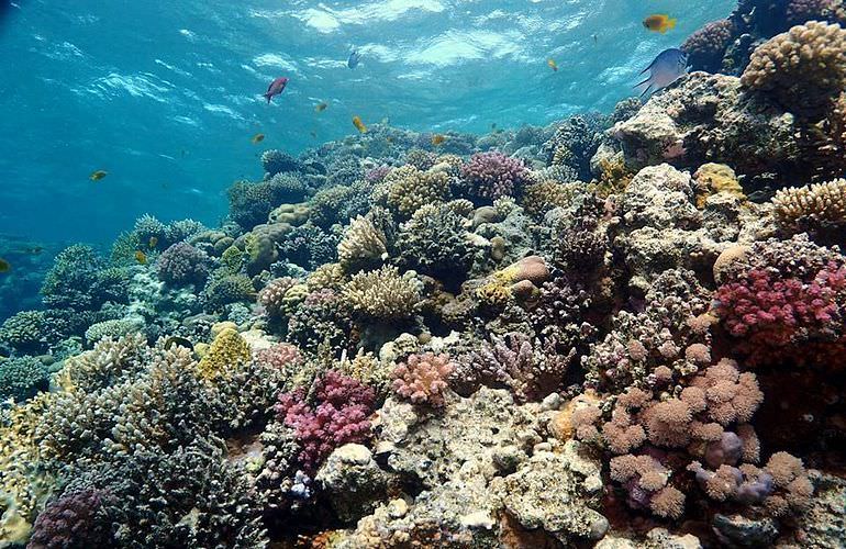 Utopia Insel in Hurghada: Ganztägiger Schnorchelausflug zur Utopia Insel