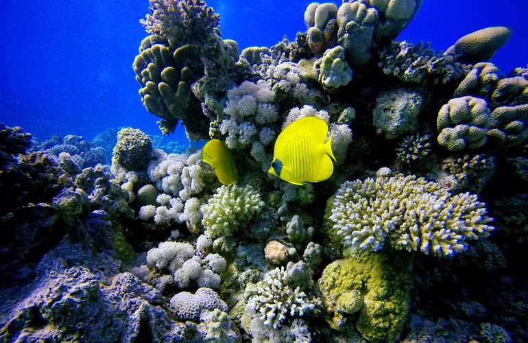 Utopia Insel in Hurghada: Ganztägiger Schnorchelausflug zur Utopia Insel