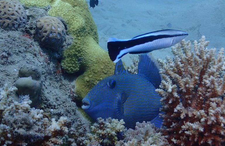 Utopia Insel in Hurghada: Ganztägiger Schnorchelausflug zur Utopia Insel