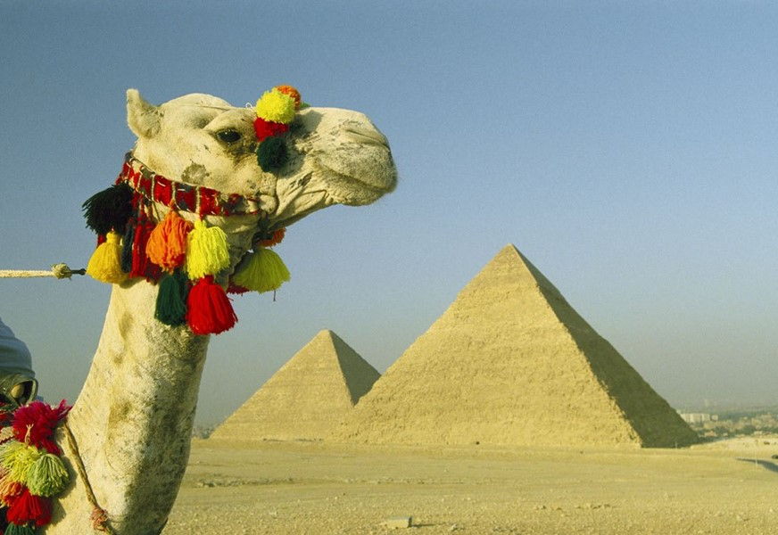 Kamele & Pyramiden von Gizeh