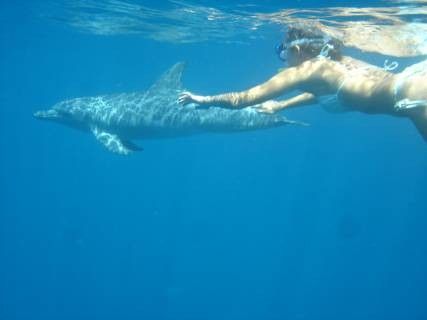 Schwimmen und Schnorcheln mit den Delfinen 