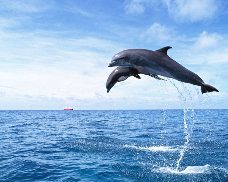 Delfine im Roten Meer