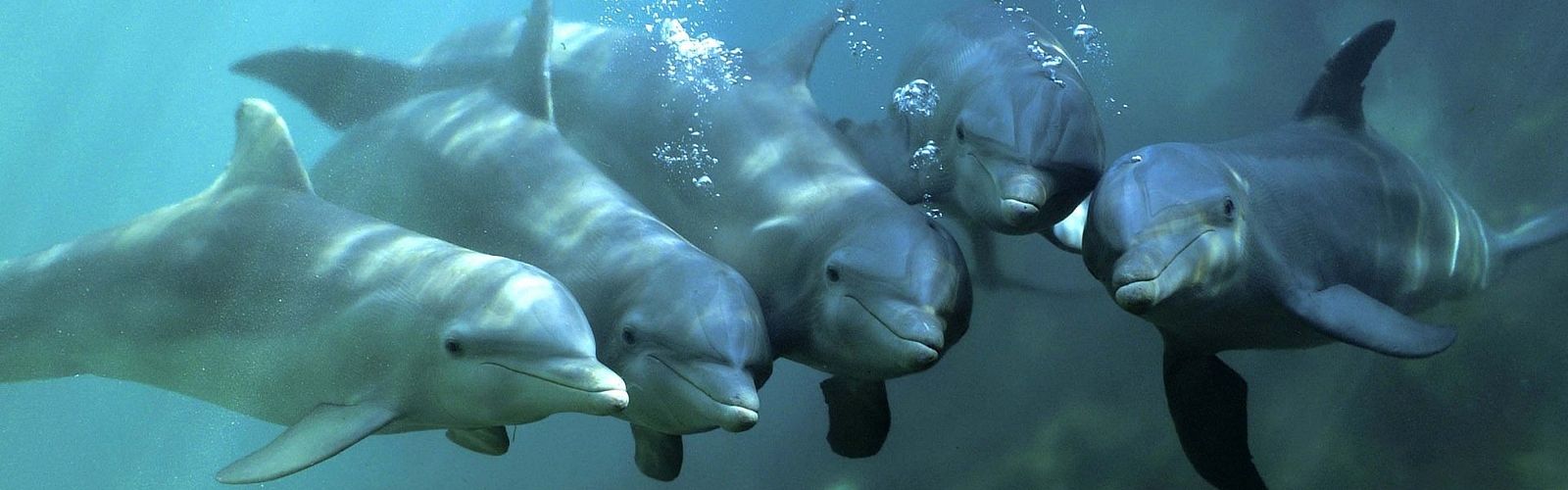 Top 5 Ausflüge zu Delfinen Hurghada 2023 | Delfin Tour Hurghada